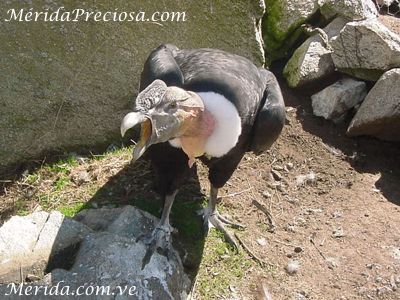 Combatiente, cóndor macho, mascota del Centro de Visitantes Mucunturia