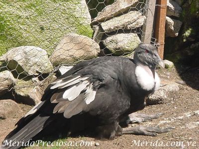 Anicsi cóndor hembra, mascota del Centro de Visitantes Mucunturia