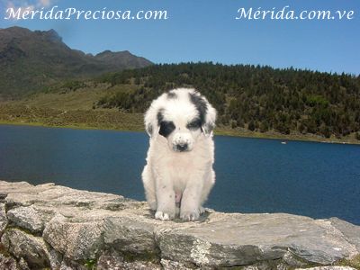 Perro Mucuchíes de la actulaidad (cachorro)