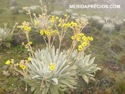 Frailejon