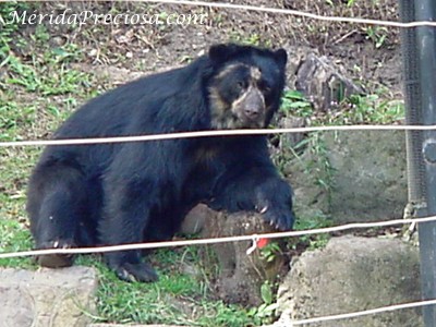 Oso Frontino, támbien llamado Oso de los anteojos