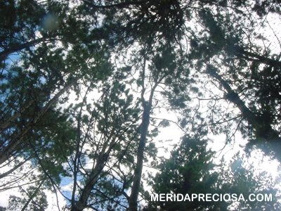 Pinos en La Mucuy
