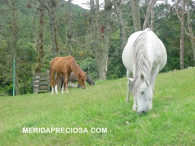 Caballos en La Mucuy